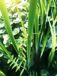 Close-up of raindrops on grass