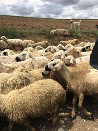 Sheep in a field