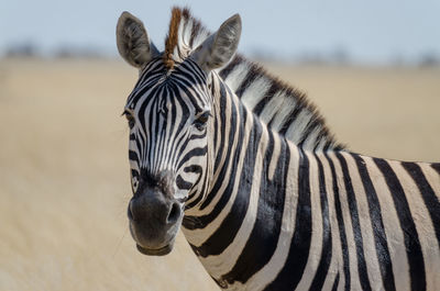 Close-up portrait of zebra standing outdoors