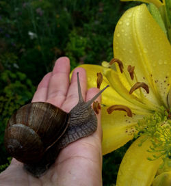 Close-up of hand holding snail on flower