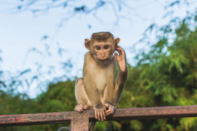 Portrait of monkey sitting on railing against trees