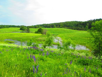 Scenic view of grassy field against sky