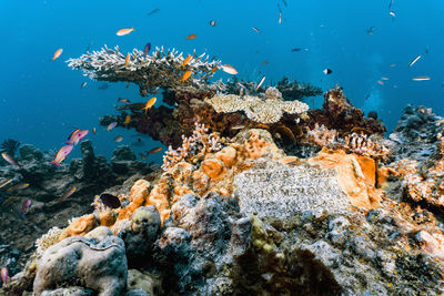 Fish swimming in sea