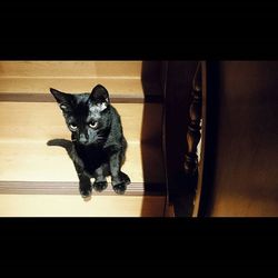 Portrait of cat
