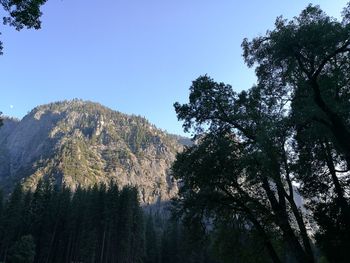 Low angle view of trees and mountains against sky