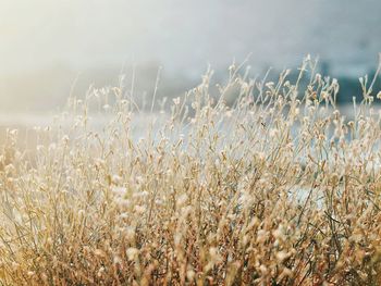 Close-up of wheat field against sky