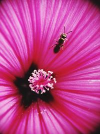Close-up of insect on purple flower