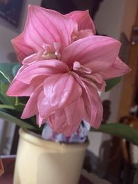 Close-up of pink rose flower in pot