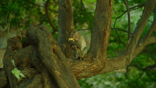 Monkey sitting on tree trunk