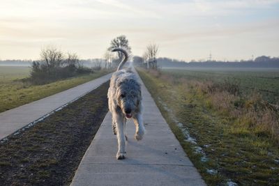 Dog on road against sky