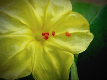 Close-up of yellow flower