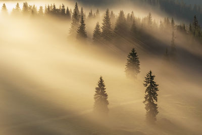 Trees on snow covered land against sky