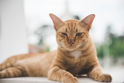 Close-up portrait of a cat