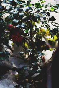 Close-up of flower tree