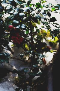 Close-up of flower tree