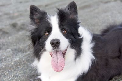 Border collie dog sticking out tongue 