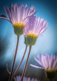 Close-up of flower against sky