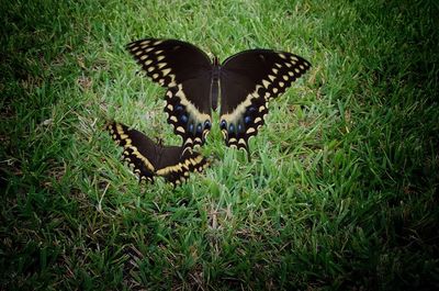 Close up of butterfly on field