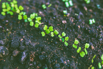 High angle view of fresh green plants in sunlight