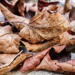 Close-up of fallen maple leaves