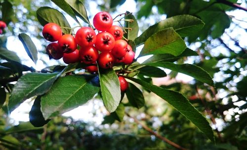 Close-up of red leaves