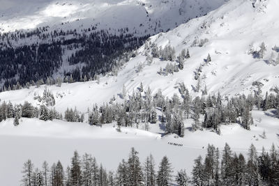 Pine trees on snow covered landscape