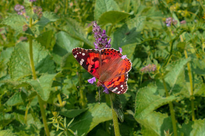 Close-up of butterfly on red flower