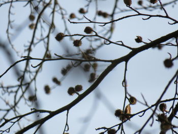 Low angle view of flowers on branch