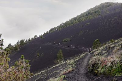 Road amidst plants against sky