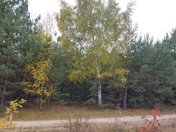 tree