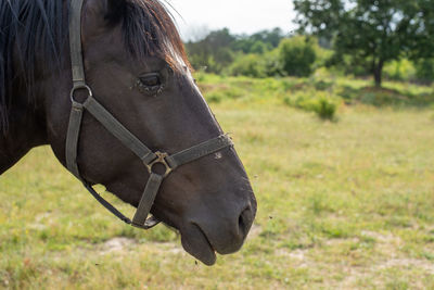 Close-up of a horse head