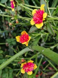 Close-up of pink flowers blooming outdoors