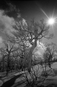 Bare trees against sky during winter