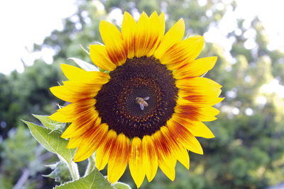 Close-up of sunflower
