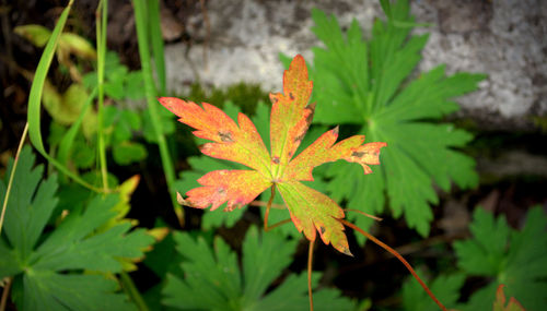Close-up of leaves