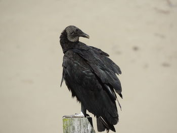 Close-up of bird perching on wood