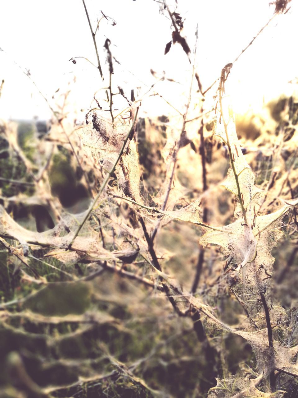 nature, focus on foreground, no people, plant, outdoors, day, tranquility, field, growth, close-up, beauty in nature, fragility, grass, tree