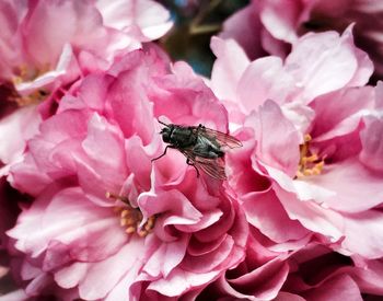 Close-up of pink flowers