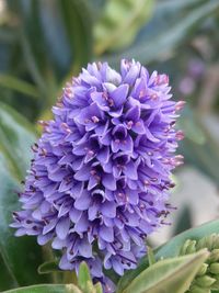 Close-up of purple flowering plant