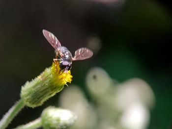 Close-up of insect on flower