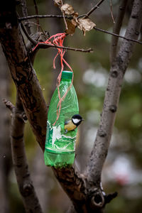 Low angle view of bird perching on branch