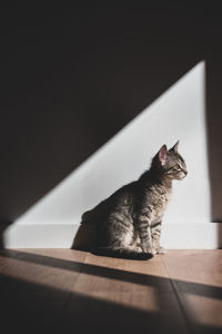 Cat enjoys the sunlight indoors