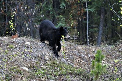 Black dog in a forest