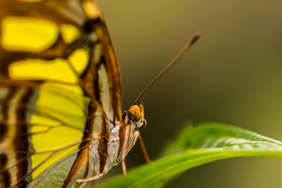 Close-up of butterfly on leaf