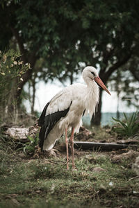 White stork standing on field