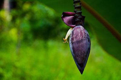 Close-up of fruit on plant