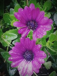 Purple flowers blooming outdoors