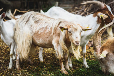 Close-up of cow standing on field