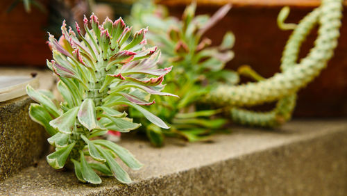 Close-up of succulent plant