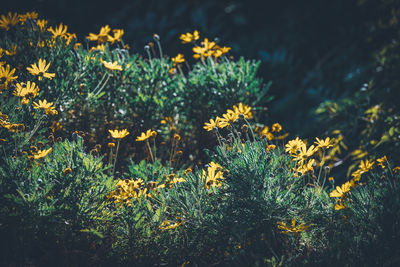 Close-up of yellow flowering plants on field